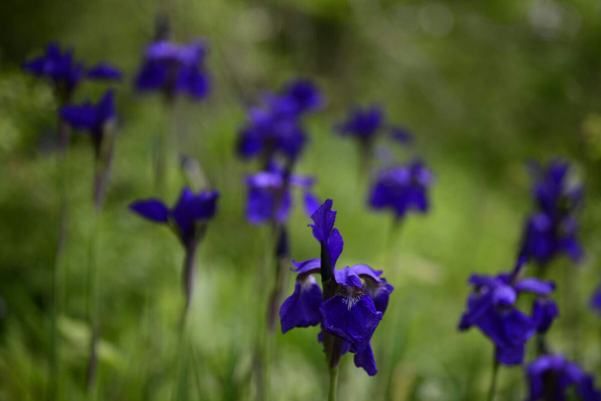 Irises at Herb Wall